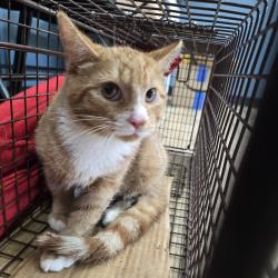 Shelter Stray Male Cat last seen , 124 Evergreen Ave, Newark, NJ 07114, USA