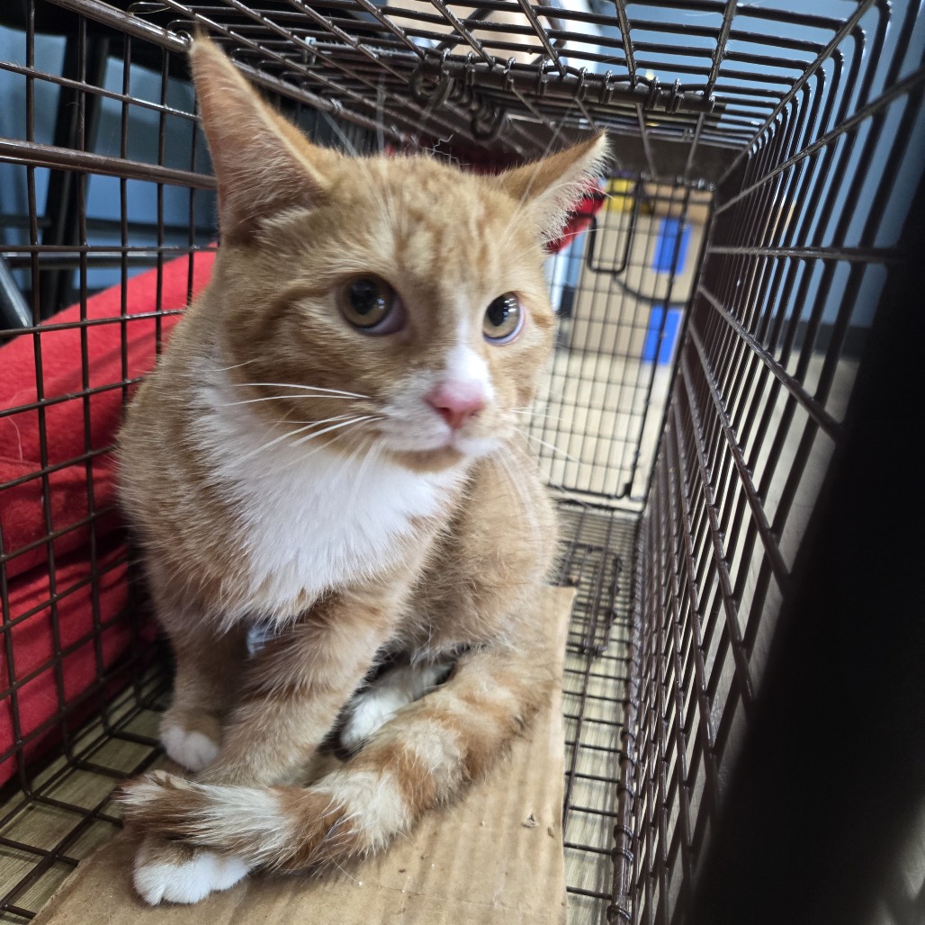 Shelter Stray Male Cat last seen , 124 Evergreen Ave, Newark, NJ 07114, USA