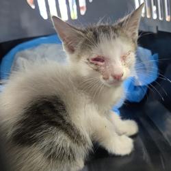 Shelter Stray Male Cat last seen , 124 Evergreen Ave, Newark, NJ 07114, USA