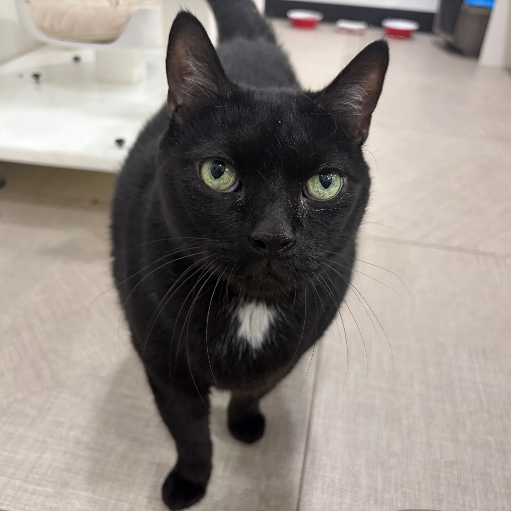 Shelter Stray Male Cat last seen , 124 Evergreen Ave, Newark, NJ 07114, USA