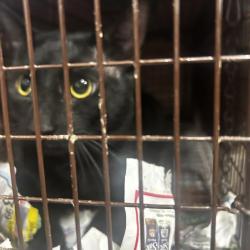 Shelter Stray Male Cat last seen , 124 Evergreen Ave, Newark, NJ 07114, USA