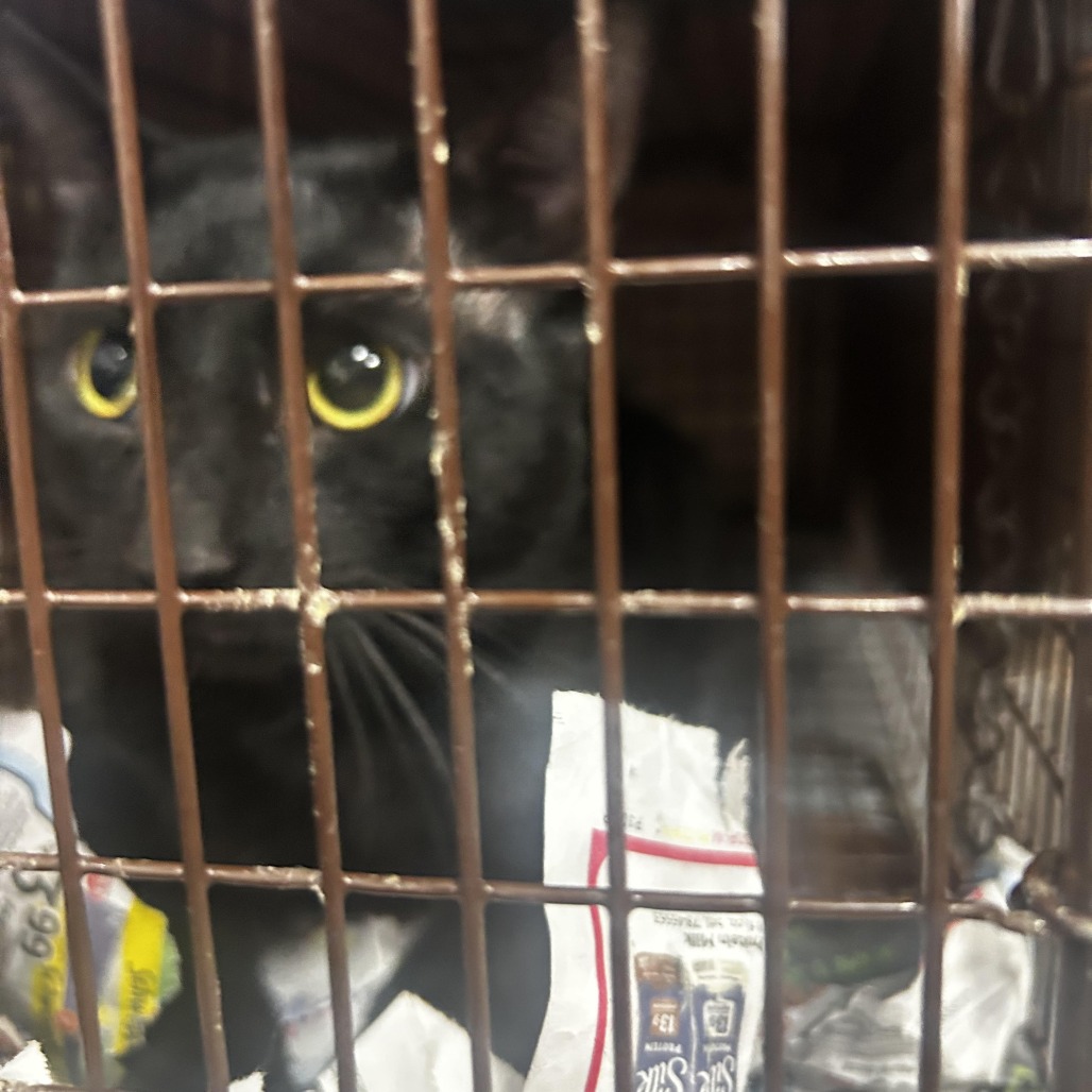 Shelter Stray Male Cat last seen , 124 Evergreen Ave, Newark, NJ 07114, USA