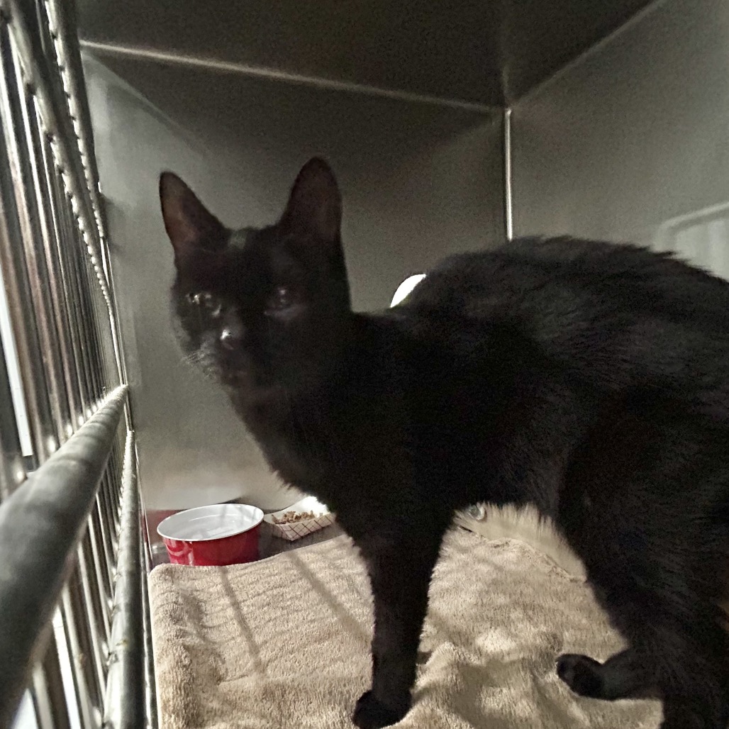 Shelter Stray Female Cat last seen , 124 Evergreen Ave, Newark, NJ 07114, USA