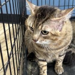 Shelter Stray Male Cat last seen , 124 Evergreen Ave, Newark, NJ 07114, USA