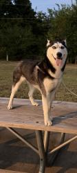 Lost Female Dog last seen s B street Rogers AR, Rogers, AR 72758