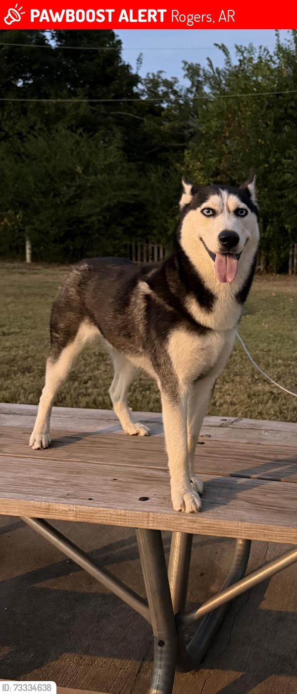 Lost Female Dog last seen s B street Rogers AR, Rogers, AR 72758