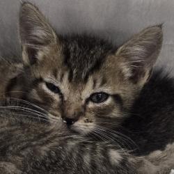 Shelter Stray Female Cat last seen , 124 Evergreen Ave, Newark, NJ 07114, USA