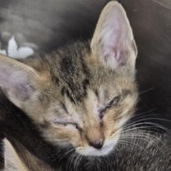 Shelter Stray Male Cat last seen , 124 Evergreen Ave, Newark, NJ 07114, USA