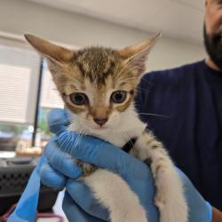 Shelter Stray Female Cat last seen , 124 Evergreen Ave, Newark, NJ 07114, USA