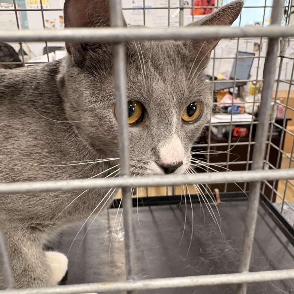 Shelter Stray Unknown Cat last seen , 124 Evergreen Ave, Newark, NJ 07114, USA