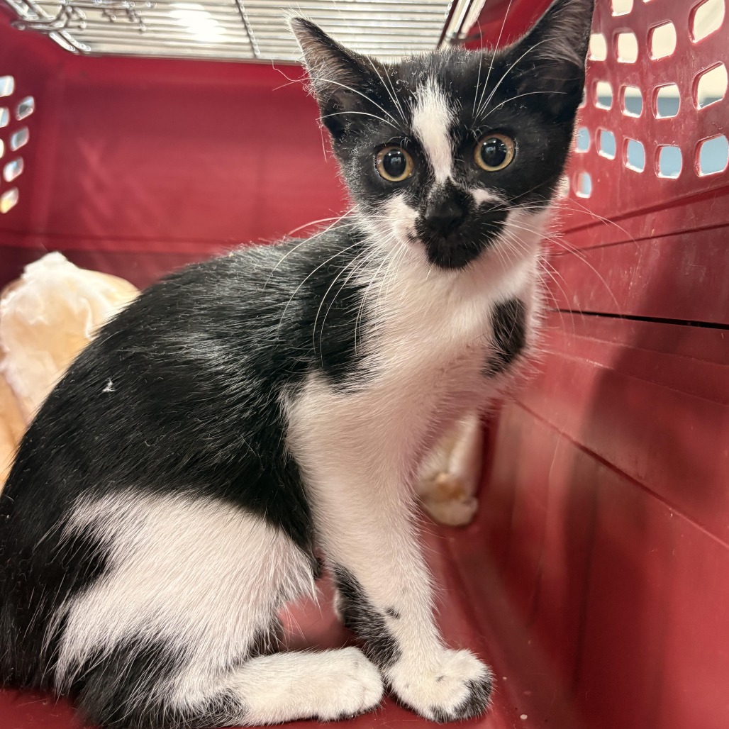 Shelter Stray Female Cat last seen , 124 Evergreen Ave, Newark, NJ 07114, USA