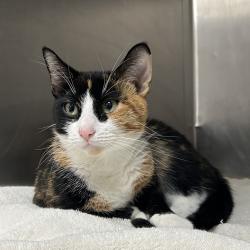 Shelter Stray Female Cat last seen , 124 Evergreen Ave, Newark, NJ 07114, USA