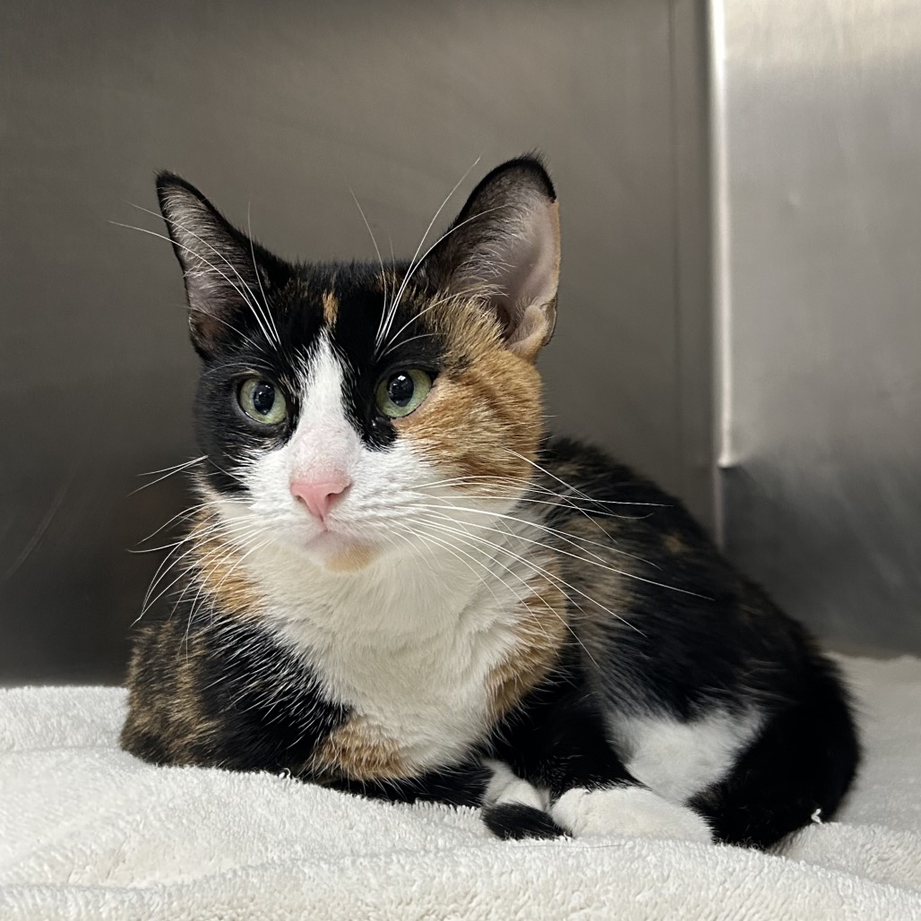 Shelter Stray Female Cat last seen , 124 Evergreen Ave, Newark, NJ 07114, USA