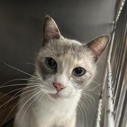 Shelter Stray Female Cat last seen , 124 Evergreen Ave, Newark, NJ 07114, USA