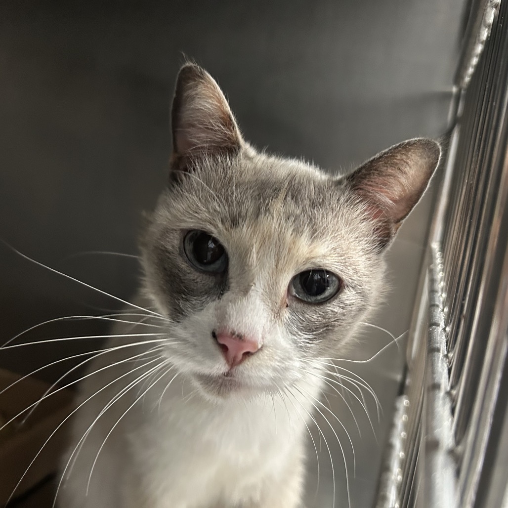 Shelter Stray Female Cat last seen , 124 Evergreen Ave, Newark, NJ 07114, USA