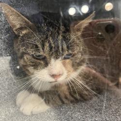 Shelter Stray Unknown Cat last seen , 124 Evergreen Ave, Newark, NJ 07114, USA