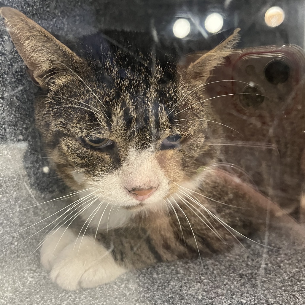 Shelter Stray Unknown Cat last seen , 124 Evergreen Ave, Newark, NJ 07114, USA