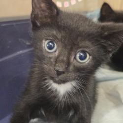 Shelter Stray Male Cat last seen , 124 Evergreen Ave, Newark, NJ 07114, USA