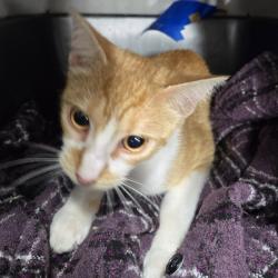Shelter Stray Unknown Cat last seen , 124 Evergreen Ave, Newark, NJ 07114, USA