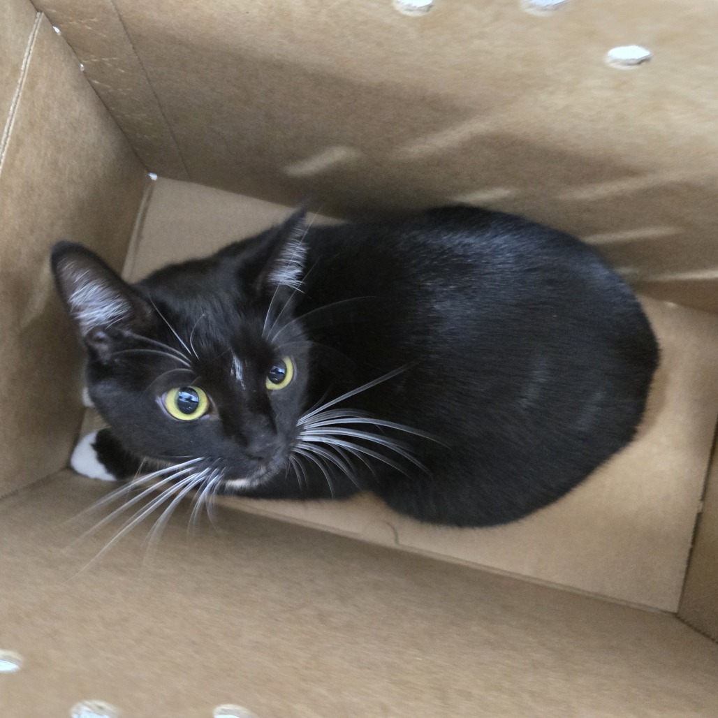 Shelter Stray Female Cat last seen , 124 Evergreen Ave, Newark, NJ 07114, USA
