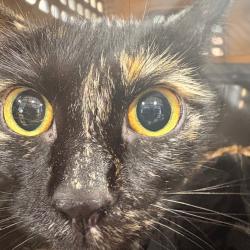 Shelter Stray Female Cat last seen , 124 Evergreen Ave, Newark, NJ 07114, USA