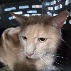 Shelter Stray Male Cat last seen , 124 Evergreen Ave, Newark, NJ 07114, USA