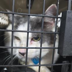 Shelter Stray Male Cat last seen , 124 Evergreen Ave, Newark, NJ 07114, USA