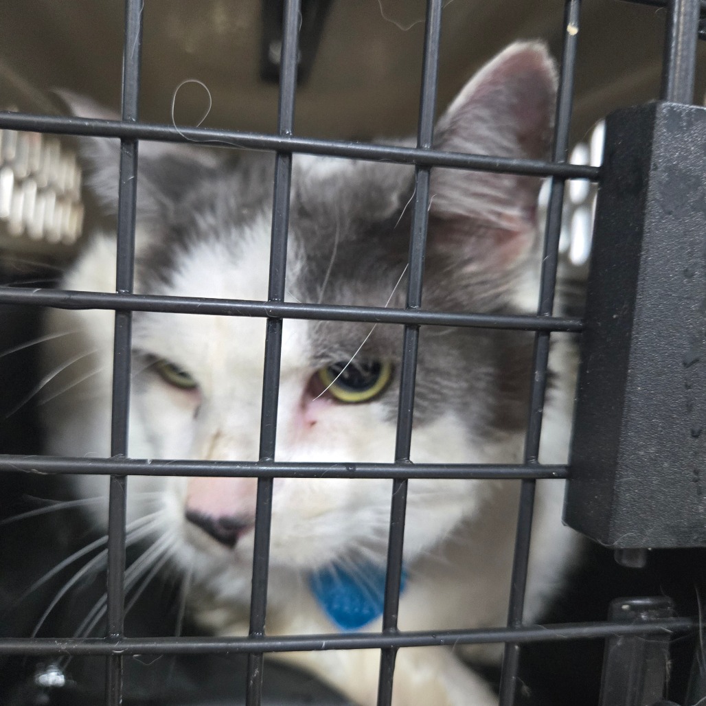 Shelter Stray Male Cat last seen , 124 Evergreen Ave, Newark, NJ 07114, USA