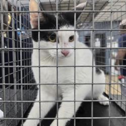 Shelter Stray Female Cat last seen , 124 Evergreen Ave, Newark, NJ 07114, USA