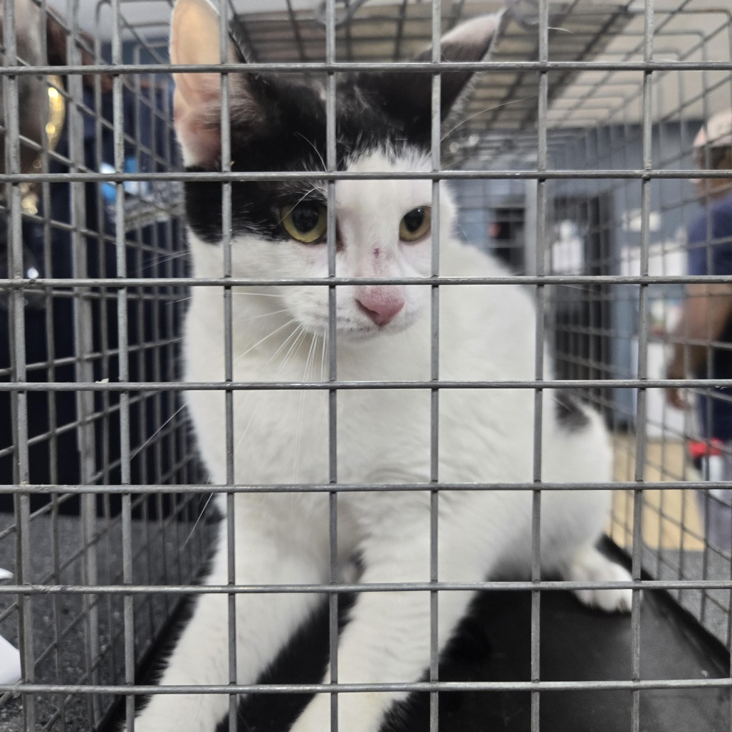 Shelter Stray Female Cat last seen , 124 Evergreen Ave, Newark, NJ 07114, USA