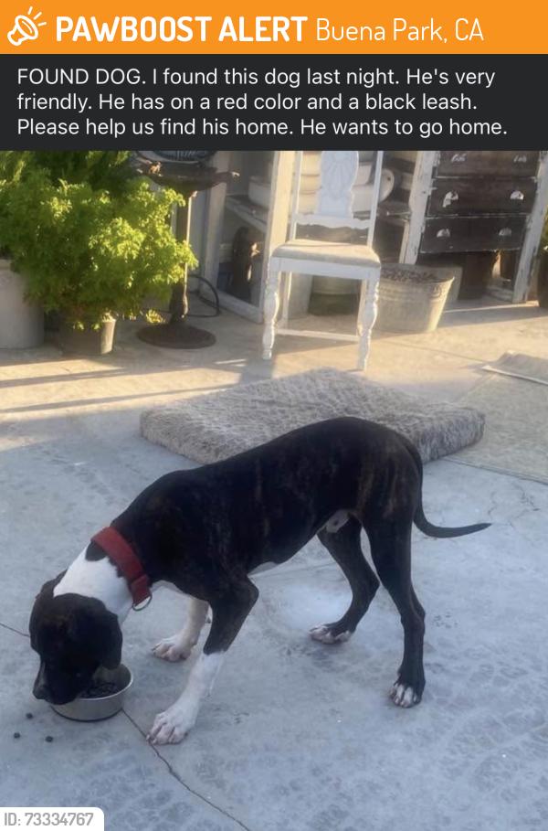 Found/Stray Unknown Dog last seen Buena Park, Buena Park, CA 90621
