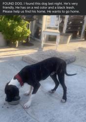Found/Stray Unknown Dog last seen Buena Park, Buena Park, CA 90621
