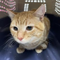 Shelter Stray Male Cat last seen , 124 Evergreen Ave, Newark, NJ 07114, USA