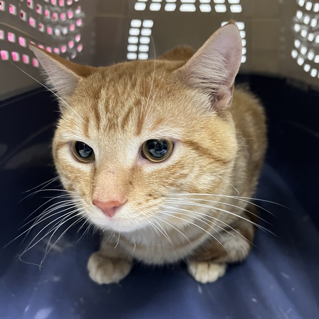 Shelter Stray Male Cat last seen , 124 Evergreen Ave, Newark, NJ 07114, USA
