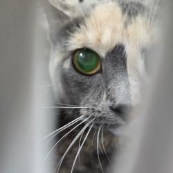 Shelter Stray Female Cat last seen , 124 Evergreen Ave, Newark, NJ 07114, USA