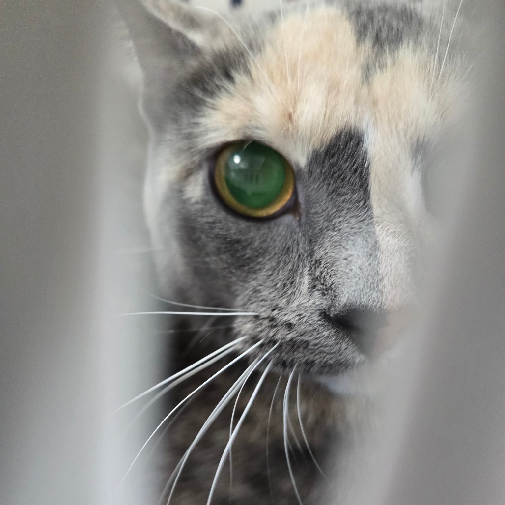 Shelter Stray Female Cat last seen , 124 Evergreen Ave, Newark, NJ 07114, USA