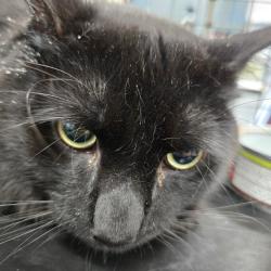 Shelter Stray Male Cat last seen , 124 Evergreen Ave, Newark, NJ 07114, USA