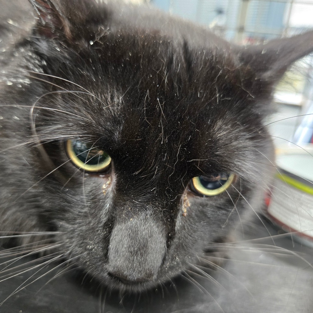 Shelter Stray Male Cat last seen , 124 Evergreen Ave, Newark, NJ 07114, USA