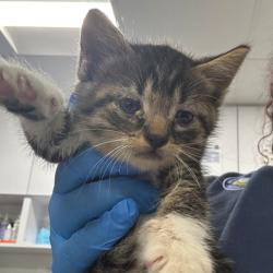 Shelter Stray Male Cat last seen , 124 Evergreen Ave, Newark, NJ 07114, USA