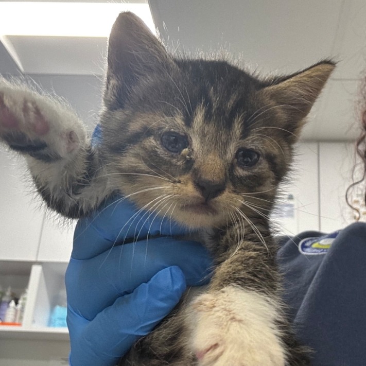 Shelter Stray Male Cat last seen , 124 Evergreen Ave, Newark, NJ 07114, USA
