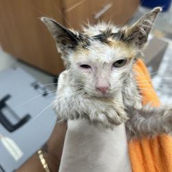 Shelter Stray Female Cat last seen , 124 Evergreen Ave, Newark, NJ 07114, USA