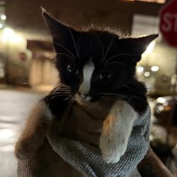 Shelter Stray Female Cat last seen , 124 Evergreen Ave, Newark, NJ 07114, USA