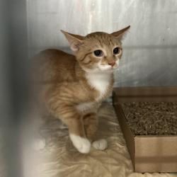 Shelter Stray Male Cat last seen , 124 Evergreen Ave, Newark, NJ 07114, USA