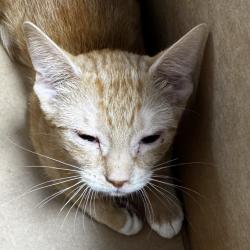 Shelter Stray Female Cat last seen , 124 Evergreen Ave, Newark, NJ 07114, USA