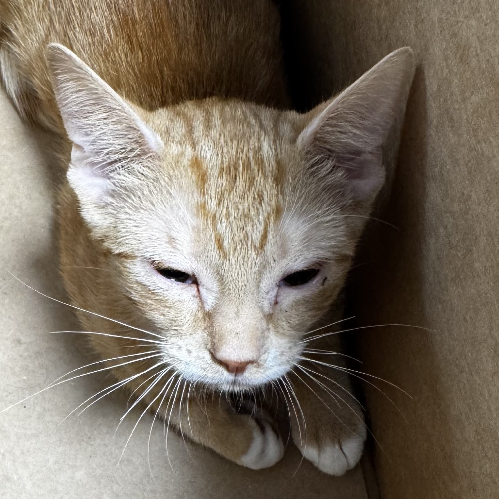 Shelter Stray Female Cat last seen , 124 Evergreen Ave, Newark, NJ 07114, USA