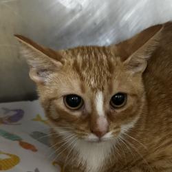 Shelter Stray Male Cat last seen , 124 Evergreen Ave, Newark, NJ 07114, USA