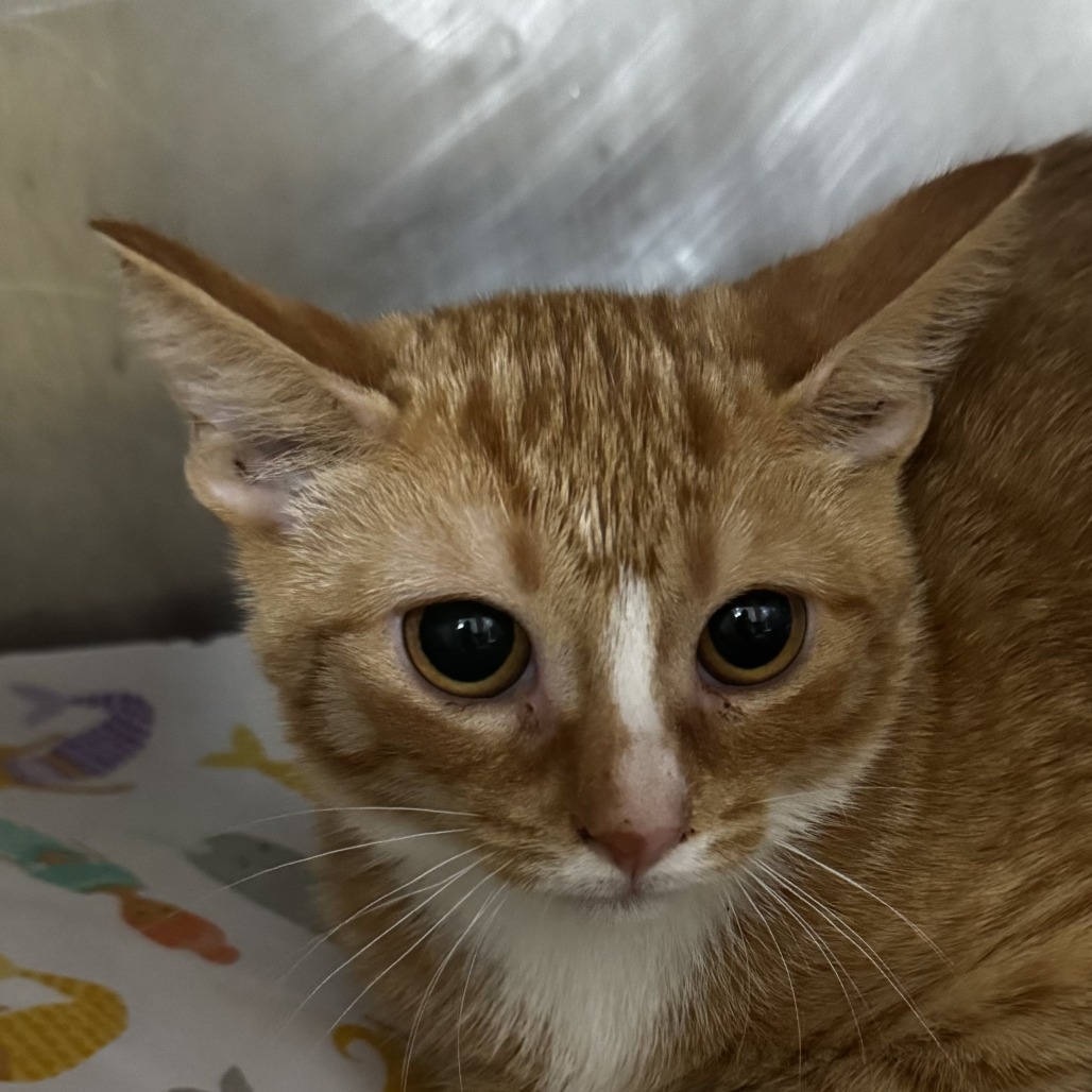 Shelter Stray Male Cat last seen , 124 Evergreen Ave, Newark, NJ 07114, USA