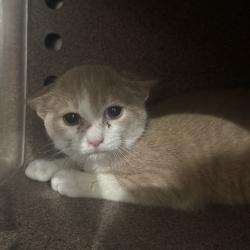 Shelter Stray Male Cat last seen , 124 Evergreen Ave, Newark, NJ 07114, USA