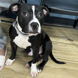 Shelter Stray Male Dog last seen , 124 Evergreen Ave, Newark, NJ 07114, USA