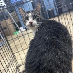 Shelter Stray Male Cat last seen , 124 Evergreen Ave, Newark, NJ 07114, USA